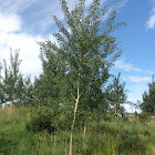 Poplar