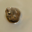 Serrated Hinged Terrapin?