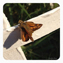 Skipper Butterfly