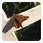 Skipper Butterfly