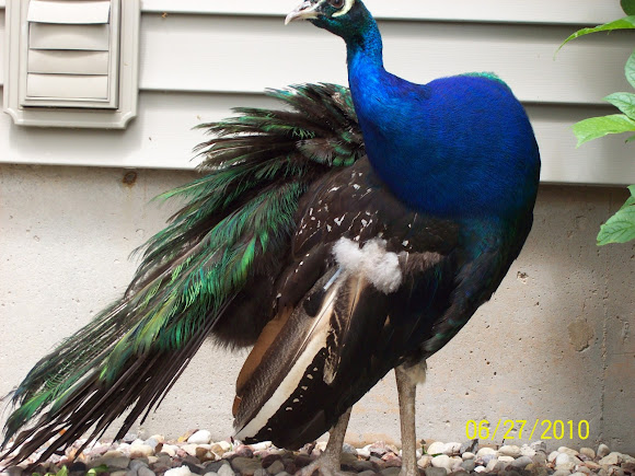 Spotting Image 1