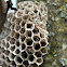 Yellow jacket nest
