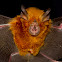 Eastern Horseshoe Bat