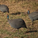 Helmeted Guineafowl