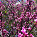 Eastern Redbud