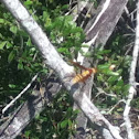 Wasp