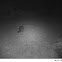 raccoon