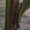Lizard