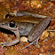 Rocket Frog