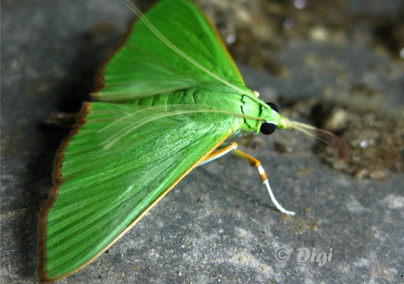 Spotting Image 1
