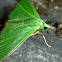 Parotis suralis 