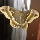 Promethea Silkmoth