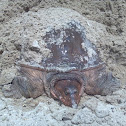Florida softshell turtle