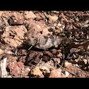 Pallid-winged Grasshopper