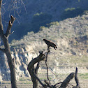 Golden Eagle