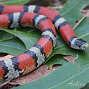 Milk Snake