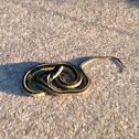Garter snake