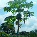 Papaya tree