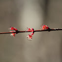 Red maple