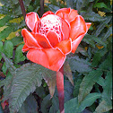 Torch ginger
