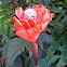 Torch ginger