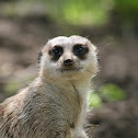 Meerkat