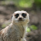 Meerkat