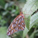 Gulf Fritillary