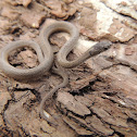 Texas brown snake
