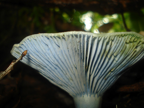 Spotting Image 1