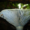 Indigo milk cap