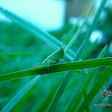 Grasshopper