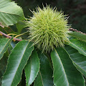 Castanea vesca Gaertn