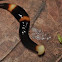 Flatworm