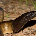 Black-headed Python