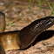 Black-headed Python