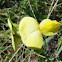 hairypod cowpea