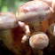 Hypholoma