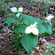 Great White Trillium