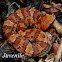 Cottonmouth Water Moccasin