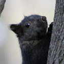 Black Squirrel