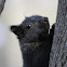 Black Squirrel