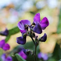 Bean Flower