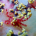 Candy Crab