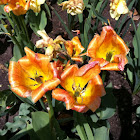 Tulip