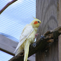 Cockatiel