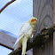 Cockatiel