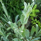 Rose Campion
