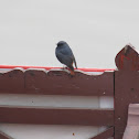 Plumbeous Water Redstart