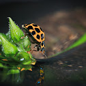 Large Spotted Ladybird Harmonia conformis